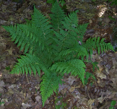  Hardy Hayscented ferns, perennial plants for the garden