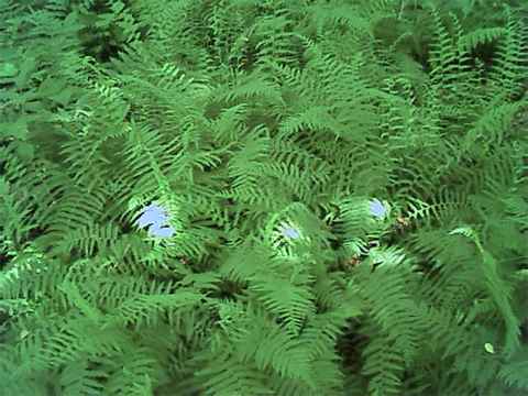  Hardy Lady ferns, perennial plants for the garden